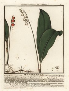 Gyöngyvirág, Convallaria Majalis. alkotó: Unbekannter Künstler