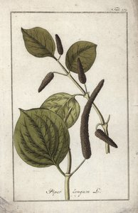 Hosszú paprika (Piper longum). Litográfia Johannes Zorn (1739-1799) "Afbeelding der Artseny-Gewassen" című művéből, Hollandia. alkotó: Unbekannter Künstler