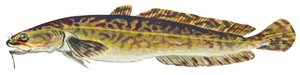 Lotte – Burbot (Lota lota) alkotó: Unbekannter Künstler