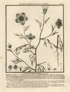 Szerelem a ködben. Nigella arvensis. alkotó: Unbekannter Künstler