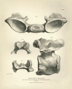 A Macrauchenia, egy őskori állat ágyékcsigolyája, amelyet Charles Darwin talált a Beagle fedélzetén tett felfedezőútja során. A H.M.S. Beagle Fitzroy kapitány parancsnoksága alatt 1832 és 1836 között tett útjának zoológiája, szerkesztve és felügyelve. alkotó: Unbekannter Künstler