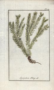 Lycopod a klubokban vagy a hivatalos lycopod (Lycopodium clavatum). Litográfia Johannes Zorn (1739-1799) "Afbeelding der Artseny-Gewassen" című művéből, Hollandia. alkotó: Unbekannter Künstler