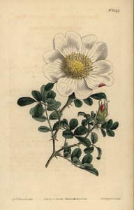 Macartney rózsa, Rosa bracteata alkotó: Unbekannt