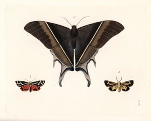 Maclean fecskefarkú lepke, Lyssa macleayi 1, cinóberlepke, Callimorpha phyllira 2, és Nais tigrislepke, Apantesis nais 3. Kézzel színezett litográfia John O. Westwood "Illustrations of Exotic Entomology" című művének új kiadásából, Bohn, London. alkotó: Unbekannter Künstler