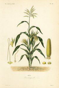 Kukorica vagy kukorica, Zea mays, Mais alkotó: Unbekannt