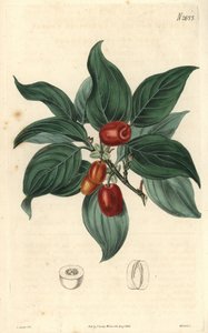 Hím kutyafa, gyümölcsös ág. Illusztráció: C. Curtis, metszet: Weddell. Eau forte a The Curtis Botanical Magazine-ban, írta Samuel Curtis alkotó: Unbekannter Künstler