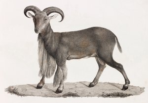 Emlősök: barbár bárány alkotó: Unbekannt