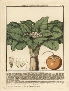 Mandragóra, Mandragora officinalis. alkotó: Unbekannter Künstler