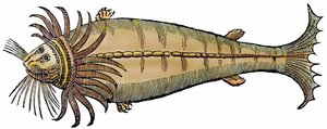 Tengeri élőlény, xilográfia a "Paralipomena accuratissima historiae omnium animalium quae in voluminibus Aldrovandi desiderantur/Bartholomaeus Ambrosinus... summo labore collegit; Marcus Antonius Berna bibliopola bononiensis propriis sumptibus i" című köte alkotó: Unbekannter Künstler