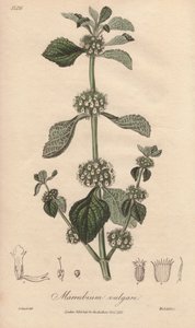 Marrubium vulgare (Marrubium vulgare) - Erős víz William Clarke által, John Stephenson és James Morss Churchill "Medical Botanical, Description of the Medicinal Plants of London, Edinburgh and Dublin" című művének illusztrálására, amelyet John Churchil ado alkotó: Unbekannter Künstler