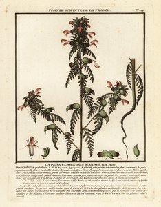 Mocsári tetű, Pedicularis palustris. alkotó: Unbekannter Künstler