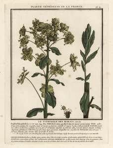 Mocsári sáp, Euphorbia palustris. alkotó: Unbekannter Künstler