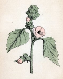 Marshmallow officinale (Althaea officinalis) (fehér mályva) (mályvacukor, mályva mályva) Botanikai lemez Paul Hariot "Atlas colorie des plantes medicinales" című művéből. alkotó: Unbekannter Künstler