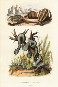 Martinikai gödörvipera és kihalt trilobiták. alkotó: Unbekannter Künstler