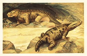 Mastodonsaurus és Pareiasaurus.1908 (litográfia) alkotó: Unbekannter Künstler