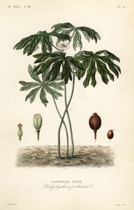 Mayapple vagy amerikai mandragóra, Podophyllum peltatum, Podophylle pelte alkotó: Unbekannt