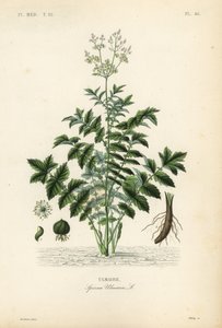 rétifű vagy mézsör sörce, Filipendula ulmaria, Spiraea ulmaria, Ulmaire alkotó: Unbekannt