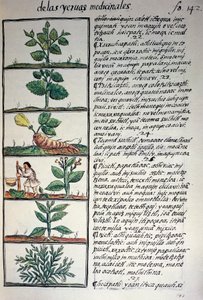 Gyógynövények, nahuati nyelvű szöveg, Bernardino de Sahagun: Új-Spanyolország dolgainak általános története, más néven firenzei kódex, kézirat fakszimiléjéből alkotó: Benjamin Baud