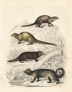 Meerkat, Suricata suricatta 1, indiai szürke mongúz, Herpestes edwardsii 2, közönséges kusimanse, Crossarchus obscurus 3, és ázsiai pálma cibet, Paradoxurus hermaphroditus 4. Kézzel színezett litográfia Carl Hoffmann: A világ könyve, Stuttgart. alkotó: Unbekannter Künstler