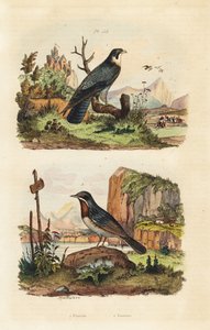 Merlin, Falco columbarius és Moltoni poszáta, Sylvia subalpine alkotó: Unbekannt