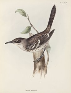 Mockingbird, Galápagos-szigetek, 1832-1836 alkotó: Unbekannter Künstler