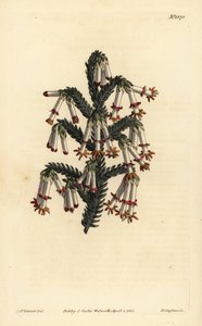 Monadelphous heath, Erica monadelpha alkotó: Unbekannt