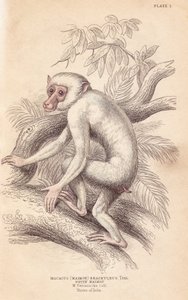 Mór makákó, Macaca maura (Macacus maimon brachyurus). Fehér maimon, feltehetően albínó fiatal példány. Lizars kézzel színezett acélmetszete Charles Hamilton Smith illusztrációja után, William Jardine