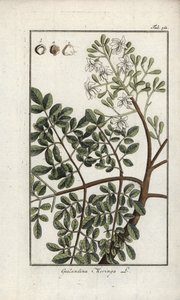Moringa (Moringa oleifera). Litográfia Johannes Zorn (1739-1799) "Afbeelding der Artseny-Gewassen" című művéből, Hollandia. alkotó: Unbekannter Künstler