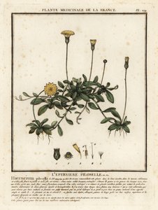 Egérfülű sólyomfű, Pilosella officinarum. alkotó: Unbekannter Künstler