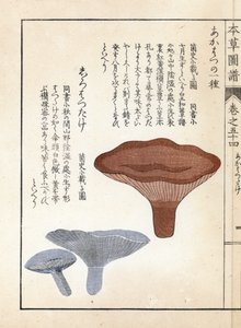 Gombák: akahatsu lacatire és fehér shirohatsudake - Kanen Iwasaki (1786-1842) japán metszete, a Honzo Zufu, gyógynövények illusztrációs kalauzából. alkotó: Unbekannter Künstler