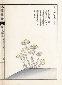 Gombák: shimeji ashitaka - Kanen Iwasaki (1786-1842) japán metszete, Honzo Zufu, illusztrációs útmutató a gyógynövényekhez című kötetből. alkotó: Unbekannter Künstler