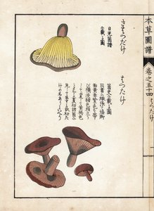 Gombák: a tejelő prekokkuszok fajtái (ehető) - Kanen Iwasaki (1786-1842) japán metszete, a Honzo Zufu, a gyógynövények illusztrációs útmutatójából alkotó: Unbekannter Künstler
