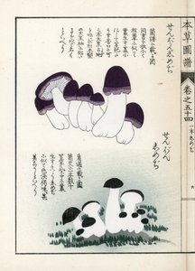 Gombák: shimeji (ehető) fajták - Kanen Iwasaki (1786-1842) japán metszete, a Honzo Zufu, gyógynövények illusztrációs kalauza című kiadványból alkotó: Unbekannter Künstler
