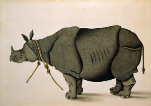 NHD-32 (47) Orrszarvú, valószínűleg a Francis Buchanan Gyűjteményből, 1800 körül, művész ismeretlen alkotó: Unbekannter Künstler