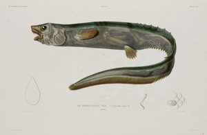 Natacanthus nasus, Izland, 19. század eleje alkotó: Unbekannter Künstler