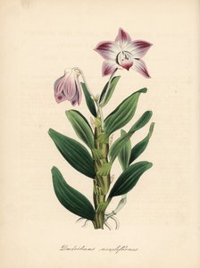 Nyakláncos szárú dendrobium vagy szekikoku orchidea, Dendrobium moniliforme. C. Chabot kézzel festett cinkográfiája, amelyet Miss M. A. Burnett rajzolt a "Plantae Utiliores: or Illustrations of Useful Plants" című művéből, Whittaker, London. alkotó: Unbekannter Künstler
