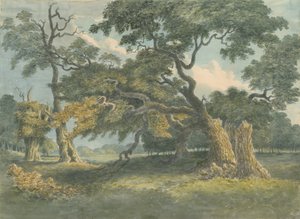 Needwood - Oak Tree: akvarell festmény, nd [?XIX. század] alkotó: Unbekannt