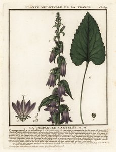 Csalánlevelű harangvirág, Campanula trachelium. alkotó: Unbekannter Künstler
