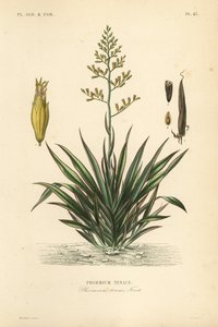 Új-zélandi len vagy harekeke, Phormium tenax, Phormium tenax alkotó: Unbekannt