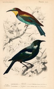 Új-zélandi tui madár, Prosthemadera novaeseelandiae, és európai méhészmadár, Merops apiaster. Fournier kézi színezésű metszete Edouard Travies illusztrációja után Charles d