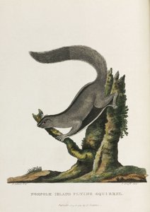 „Norfolk Island Flying Squirrel”, Ausztrália, 1788 alkotó: Unbekannter Künstler
