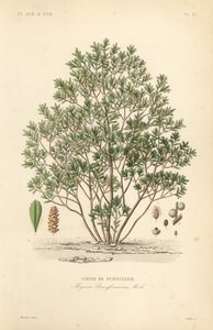 Északi babérbogyó, Myrica pensylvanica, cirier de pensylivanie alkotó: Unbekannt