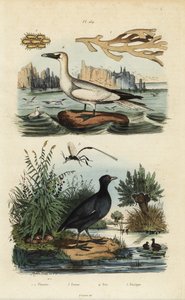 Északi szúnyog, Morus bassanus 4, vörös homlokú szárcsa, Fulica rufifrons 5, Flustra foliacea hínár 1,2 és Gasteruption darázs 3 alkotó: Unbekannt