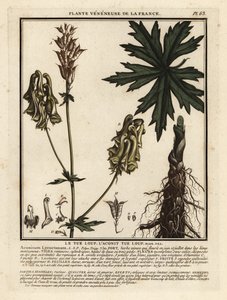 Északi farkasvirág, Aconitum lycoctonum. alkotó: Unbekannter Künstler