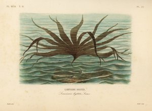Evezőfű, Laminaria digitata, Finger Kelp alkotó: Unbekannt