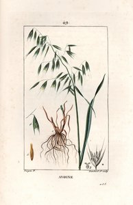 Zab Cultivee vagy bizánci zab - Lambert fils metszete, Pierre Jean Francois Turpin (1775-1840) rajza után, a La flore medicale, Chaumeton, Poiret et Chamberet, Párizs 1830-ból - Zab, Avena sativa - Lambert Junior metszete, az alábbi forrásból alkotó: Unbekannter Künstler
