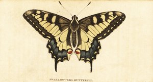 Óvilági fecskefarkú, Papilio machaon., 1800 (metszet) alkotó: Unbekannter Künstler
