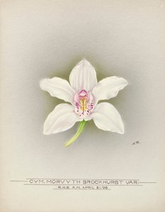 Orchidea alkotó: Unbekannter Künstler