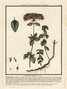 Oregánó vagy vadmajoránna, Origanum vulgare. alkotó: Unbekannter Künstler