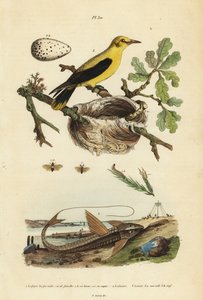 Oriole feketerigó, Gymnomystax mexicanus, fészek és tojások 3, csokoládé loricarid páncélharcsa, Loricaria cataphracta 2 és fenyőfűrészlegy, Neodiprion sertifer 1 alkotó: Unbekannt